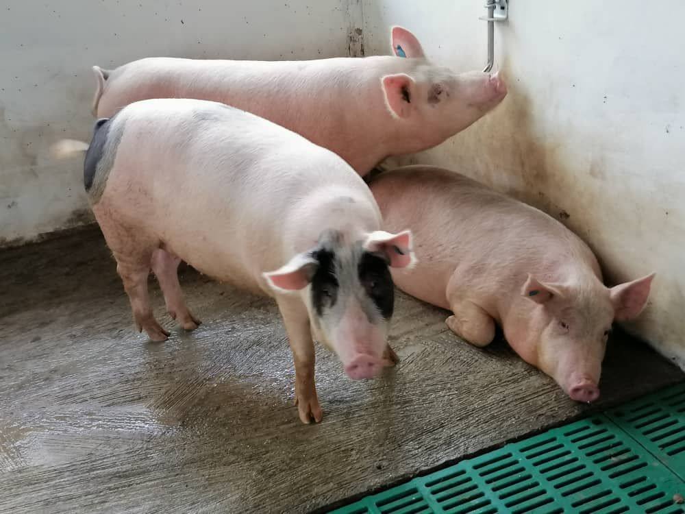 Pigs in a clean pen at Mantebre Farms