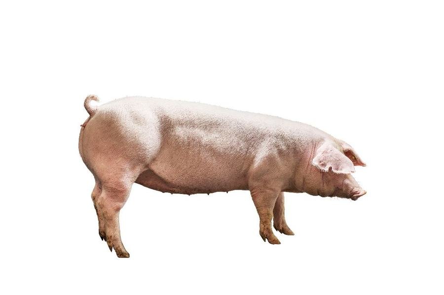 Mantebre Cross pig