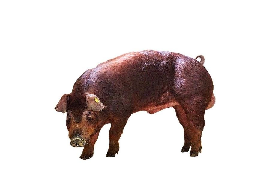 Duroc boar at Mantebre Farms