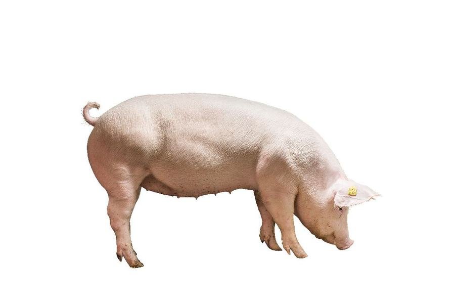 Landrace breeding sow