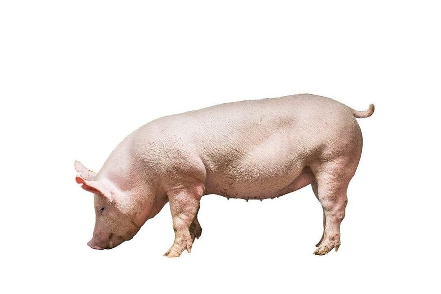 Large White Yorkshire pig