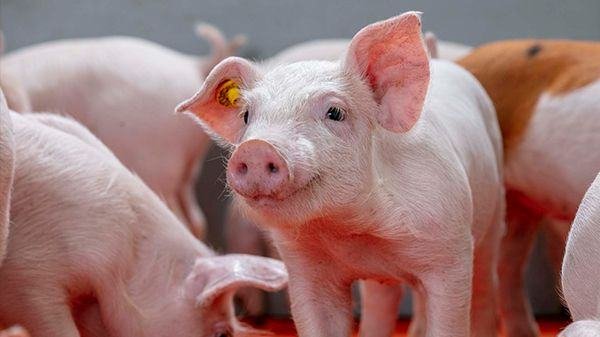 Healthy piglet at Mantebre Farms