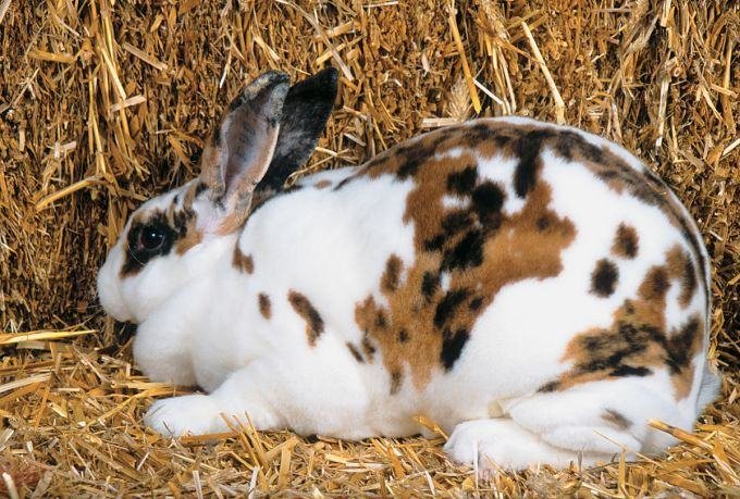 Californian rabbit with dark points