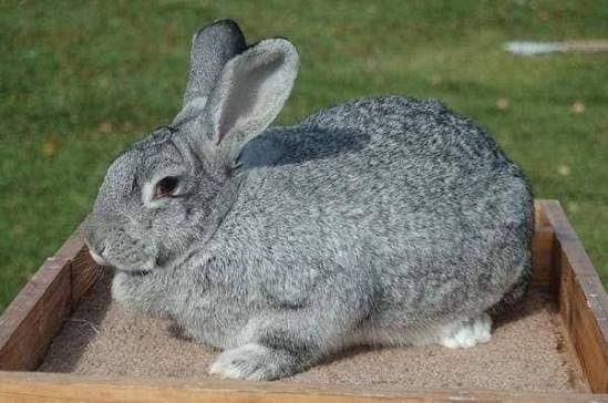 Chinchilla rabbit, silver-grey coat