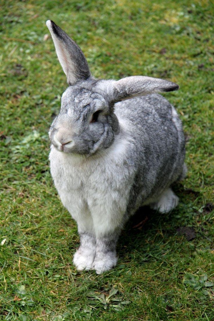 Flemish Giant rabbit