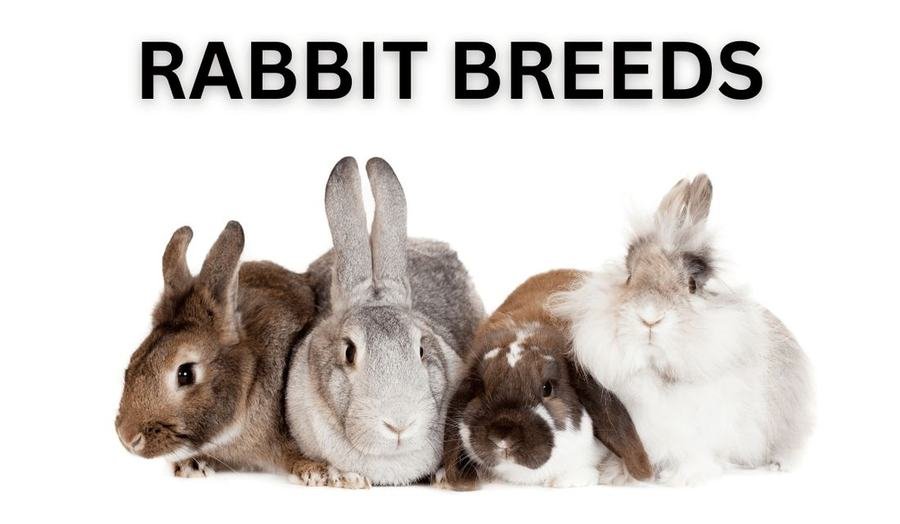 Rabbit breeds at Mantebre Farms