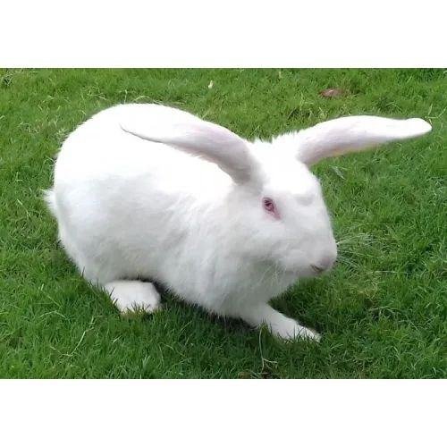 Table rabbit